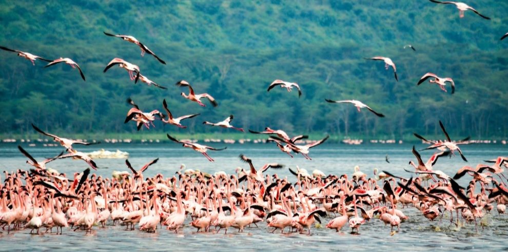nakuru-flamingoes